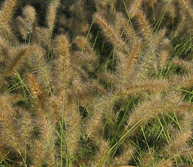 Pennisetum alopecuroides 'Hameln' - Dwarf Fountain Grass