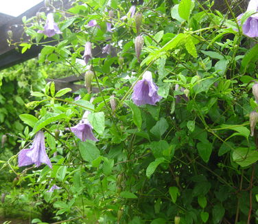 Clematis viticella Betty Corning (Stonecrop)
