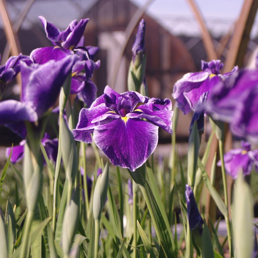 Iris ensata 'Crystal Halo' - Japanese Iris from Pleasant Run Nursery