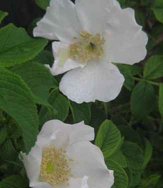 Rosa rugosa Alba