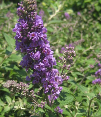 Buddleia x Lo & Behold 'Blue Chip' 