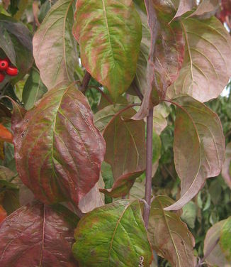  Cornus florida Cherokee Princess (fall color)