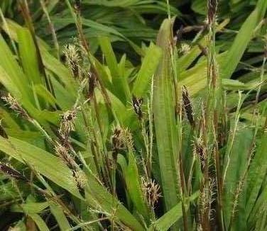 Carex plantaginea - Seersucker Sedge