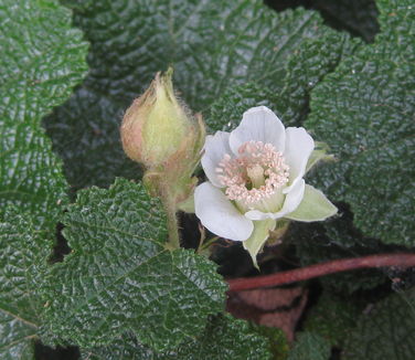 Rubus calycinoides (pentalobus)