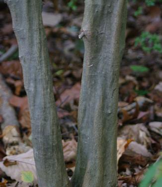 Carpinus caroliniana - American Hornbeam (@ Jenkins Arb)