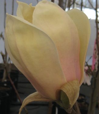 Magnolia x Yellow Lantern