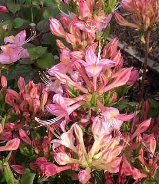 Rhododendron atlan. x pericly. Choptank Rose
