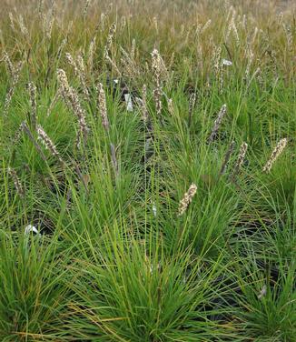 Sesleria autumnalis - Autumn Moor Grass