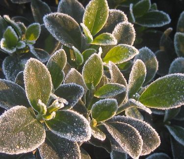 Gardenia jasminoides 'Kleim's Hardy' - Cape Jasmine (w/ frost)
