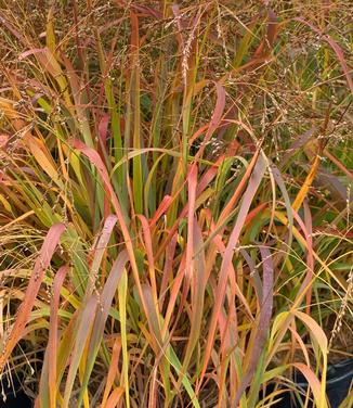 Panicum virgatum 'Cape Breeze' - Switchgrass from Pleasant Run Nursery