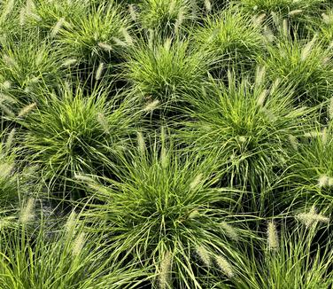 Pennisetum alopecuroides Lumen Gold - Fountain Grass from Pleasant Run Nursery