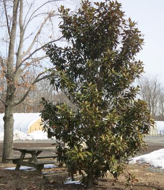 Magnolia grandiflora 'Kay Parris' - Southern Magnolia