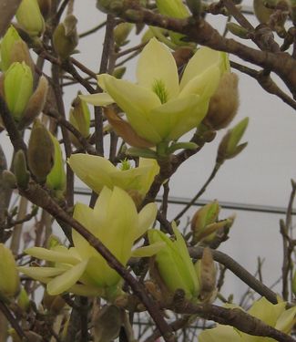 Magnolia x Butterflies