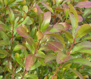 Myrica pensylvanica - Northern Bayberry 