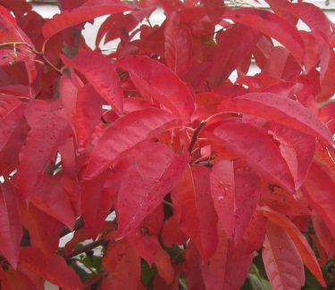 Oxydendrum arboreum - Sourwood (Fall color)