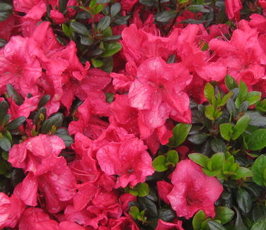 Rhododendron kaempferi Johanna