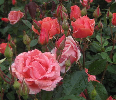 Rosa Coral Knock Out