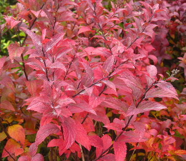 Spiraea japonica Goldflame - Spirea