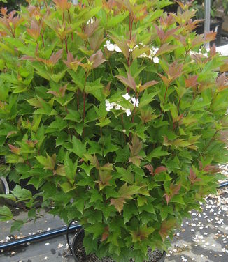 Viburnum trilobum Bailey Compact - American Cranberrybush