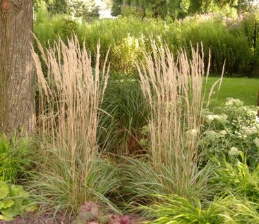 Calamagrostis x acutiflora Overdam - Feather Reed Grass 
