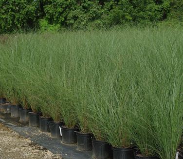 Miscanthus sinensis Gracillimus - Maiden Grass 