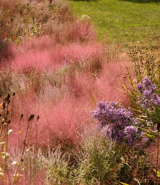 Muhlenbergia capillaris (Chanticleer)