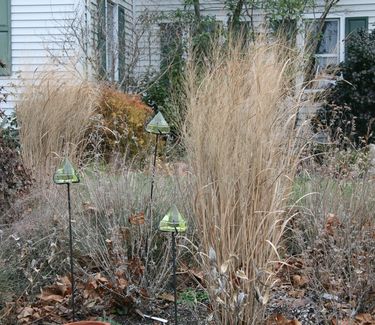 Panicum virgatum 'Northwind' - Switchgrass (Winter color)