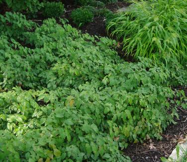 Epimedium grandiflorum Lilafee @ The Rutgers Gardens