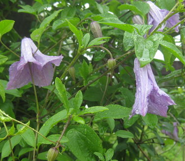 Clematis viticella Betty Corning (Stonecrop)