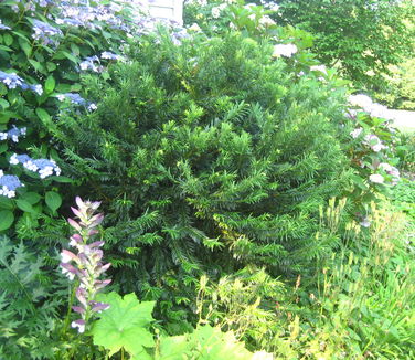 Cephalotaxus harringtonia Duke Gardens - Plum Yew