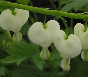 Dicentra spectabilis Alba - White Bleeding Heart 