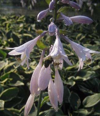 Hosta Francee - Plantain Lily 