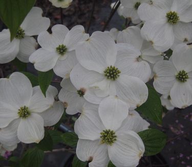 Cornus florida Appalachian Joy 