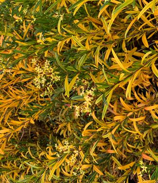 Hypericum kalmianum Gemo (fall color)