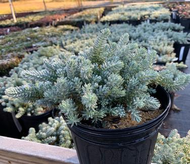 Sedum reflexum 'Blue Spruce' - Stonecrop from Pleasant Run Nursery