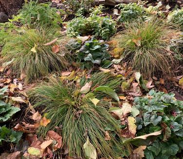 Carex appalachica - Appalachian Sedge from Pleasant Run Nursery