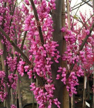 Cercis canadensis Summer's Tower 