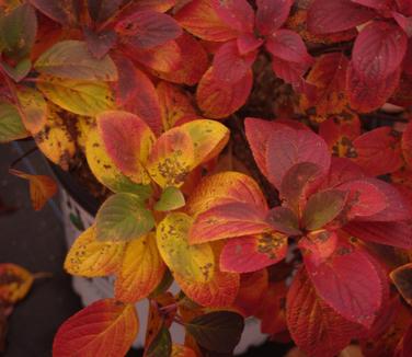 Hydrangea paniculata Little Quick Fire (Fall color)