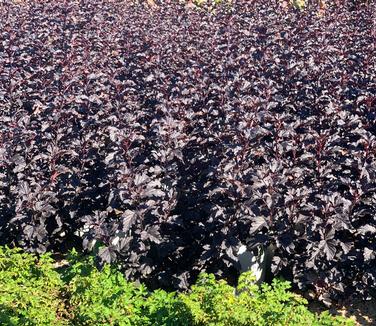 Physocarpus opulifolius Summer Wine 'Black' - Ninebark from Pleasant Run Nursery