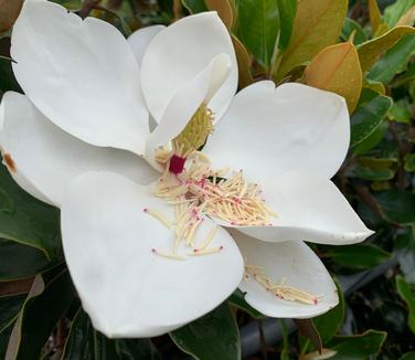 Magnolia grandiflora 'Little Gem' - Southern Magnolia from Pleasant Run Nursery