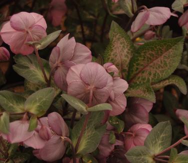 Helleborus x 'Frostkiss? 'Penny's Pink'' - Lenten Rose from Pleasant Run Nursery