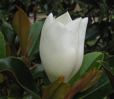 Magnolia grandiflora Kay Parris - Southern Magnolia 