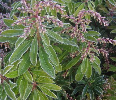 Pieris japonica 'Mountain Fire' - Japanese Andromeda (w/ frost)