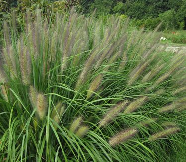Pennisetum alopecuroides Red Head - Fountain Grass