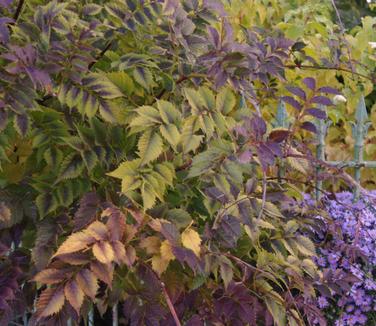 Campsis grandiflora Morning Calm (fall color)