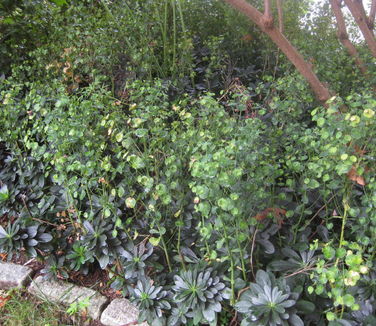  Euphorbia amygdaloides var. robbiae (@ Rutgers Gardens)