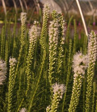 Liatris spicata Floristan White