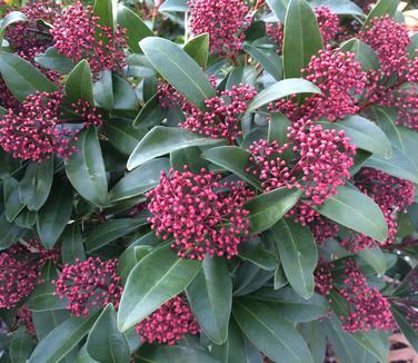 Skimmia japonica Male (@ Polly Arb)