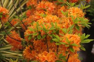 Rhododendron x calendulaceum Tangerine Delight