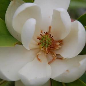 Magnolia virginiana Green Shadow